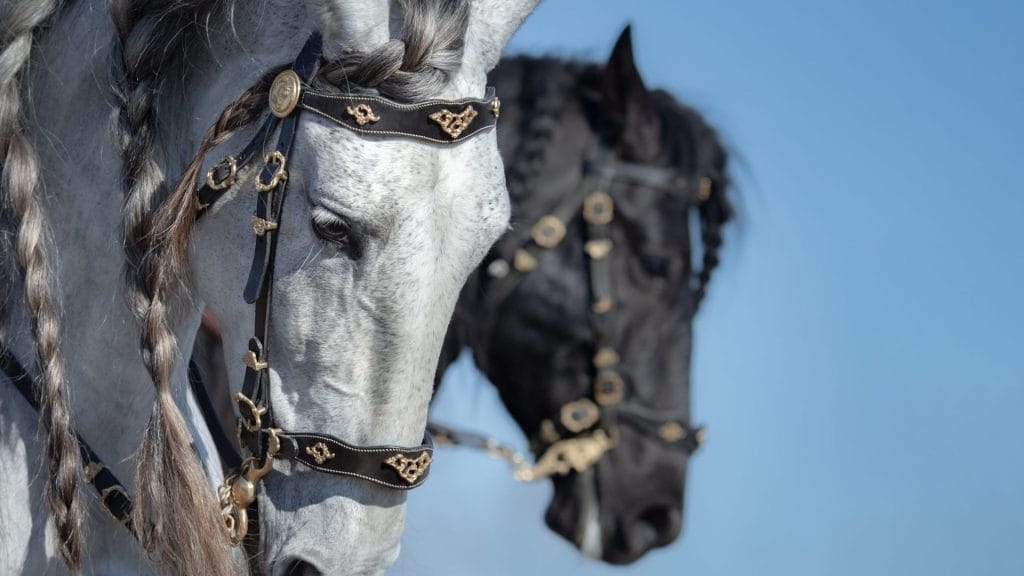 Event 1 Horse Event Videography